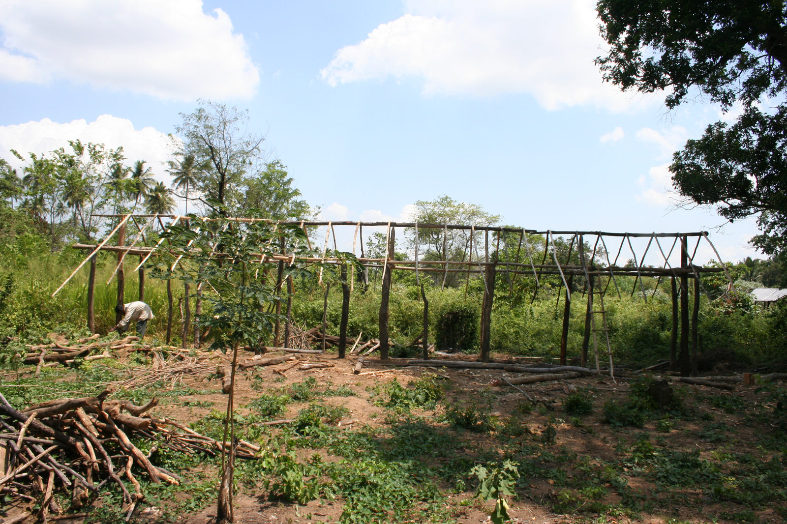 The land as it was found — degraded scrub