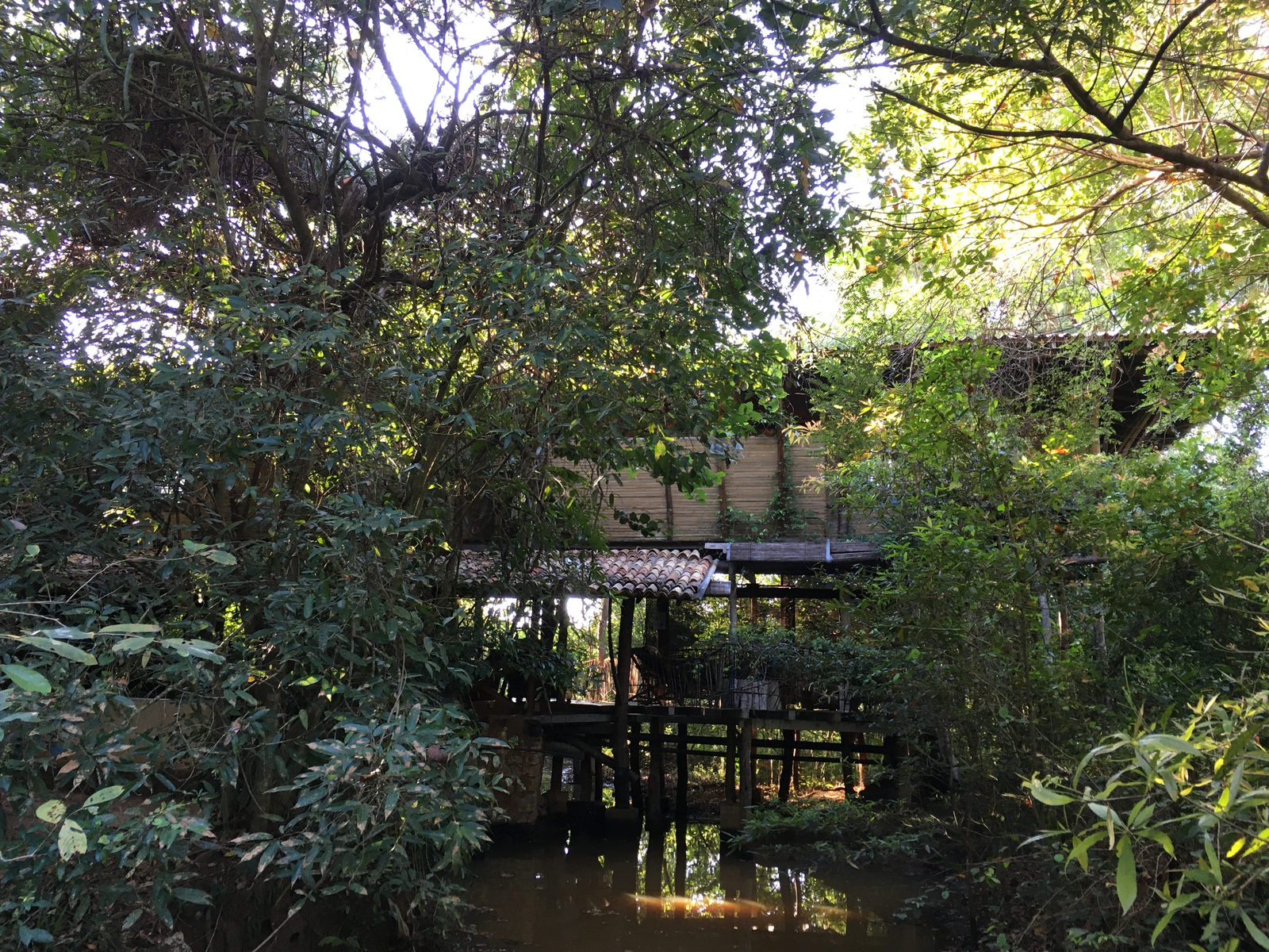 The same land today, a returned forest above the water