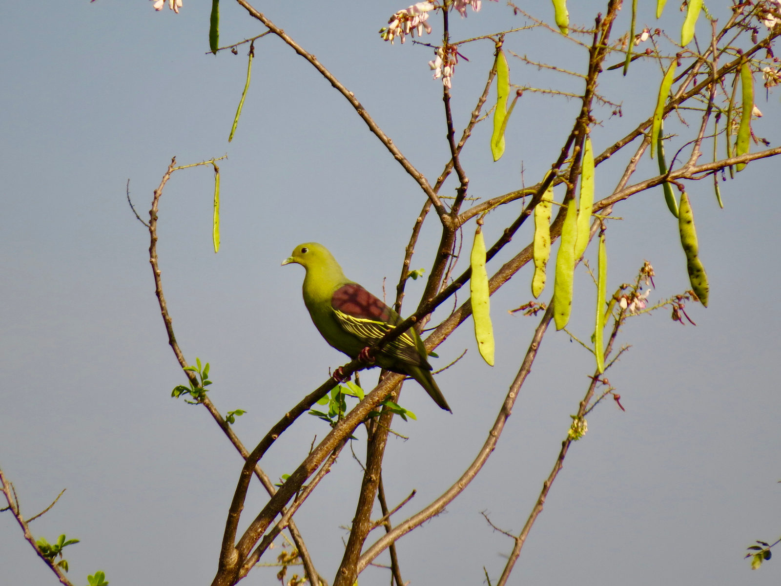 A green pigeon in the canopy