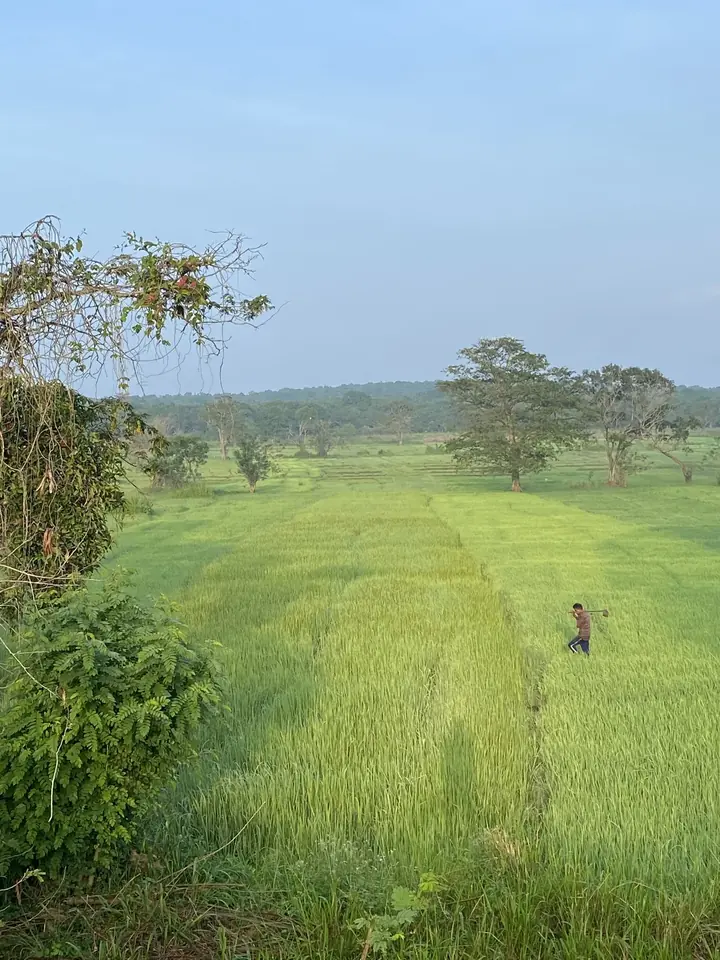 Rice paddy fields, Galkadawala