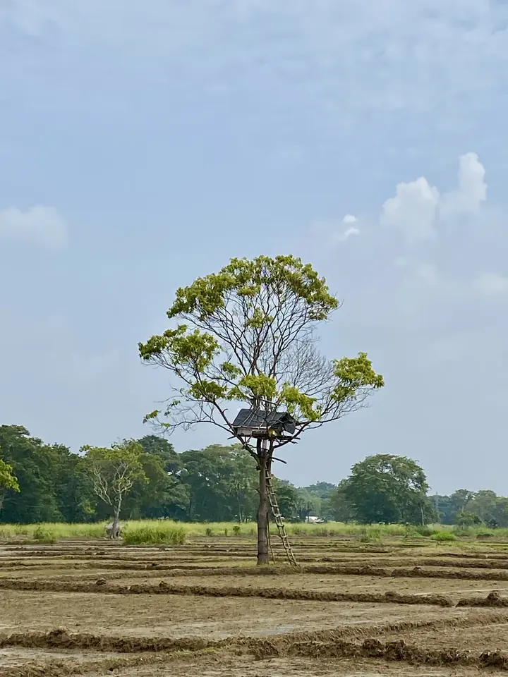 An elephant watch hut, where farmers watch over their crops at night