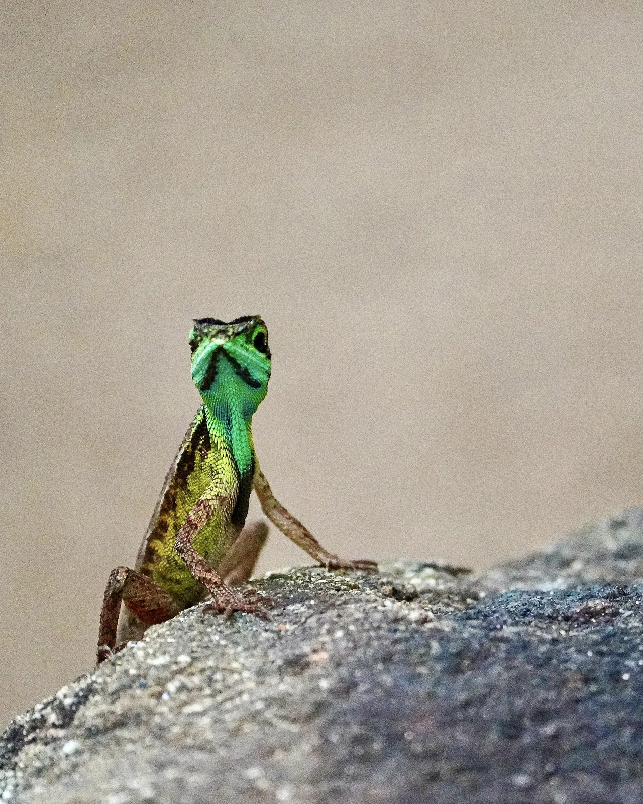 A kangaroo lizard on a rock in the forest