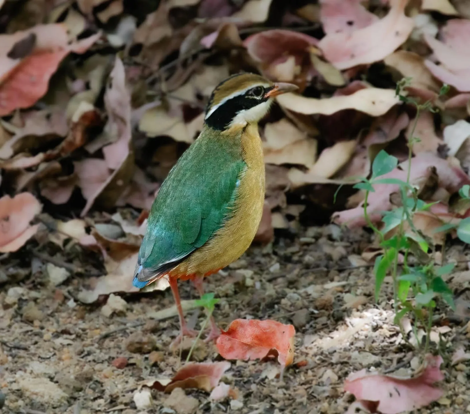An Indian pitta among the fallen leaves