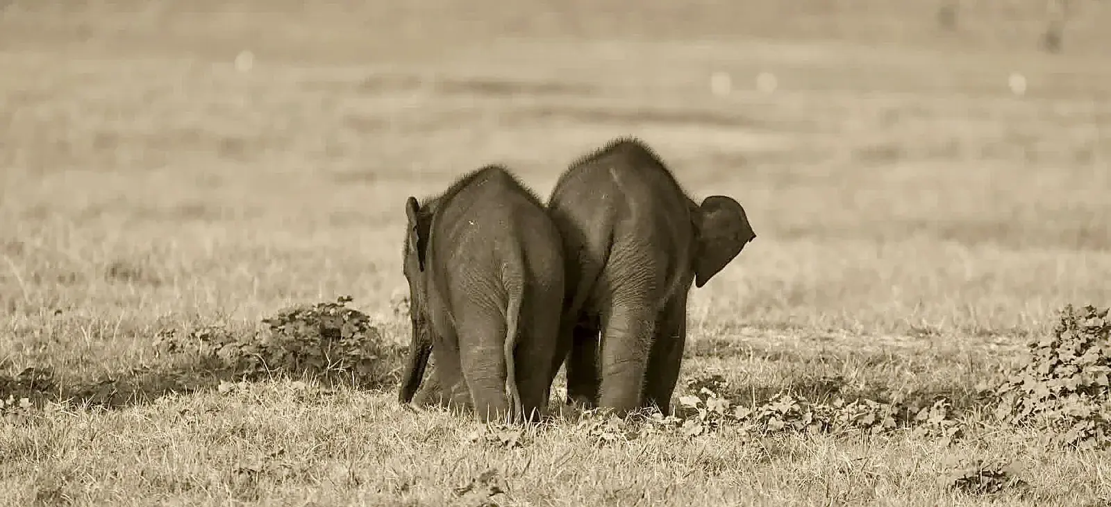 Kaudulla National Park