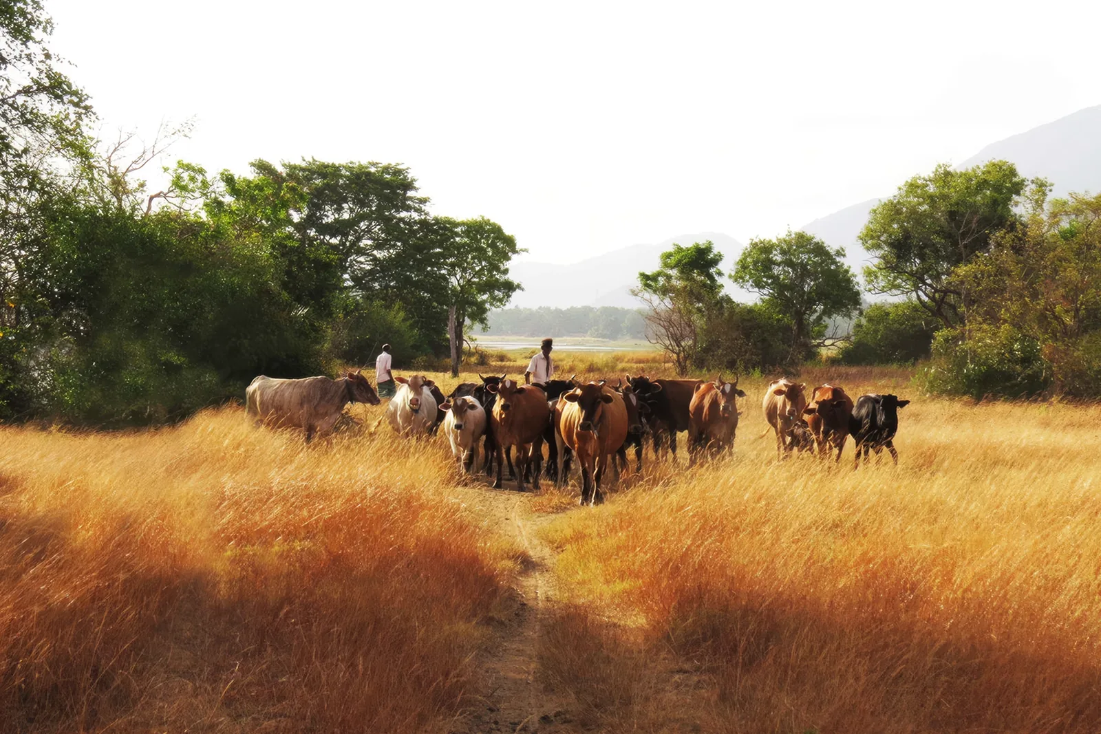 Herders bringing cattle home through golden grass by the village lake