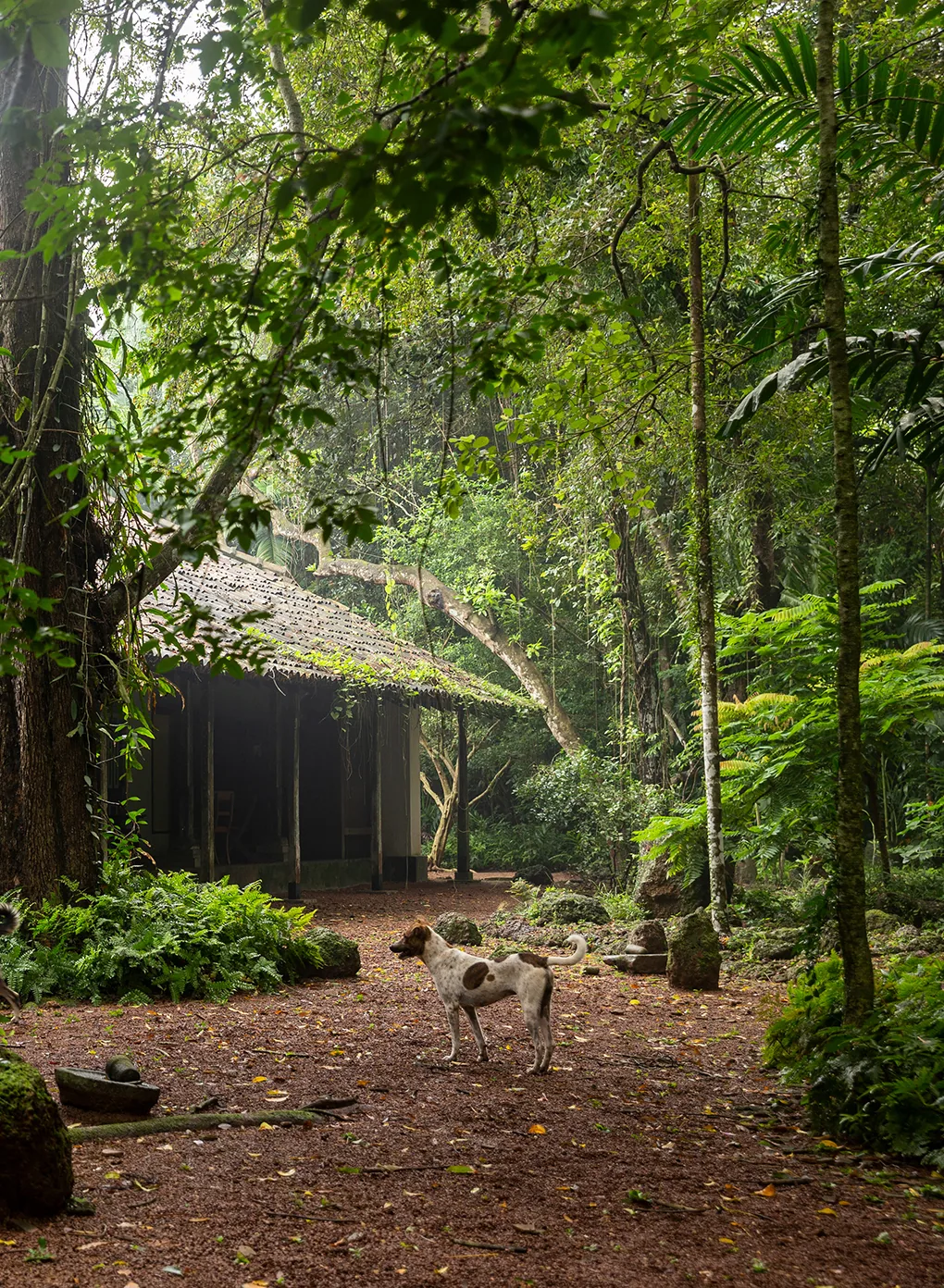 The workshop among the trees at Kadadasi