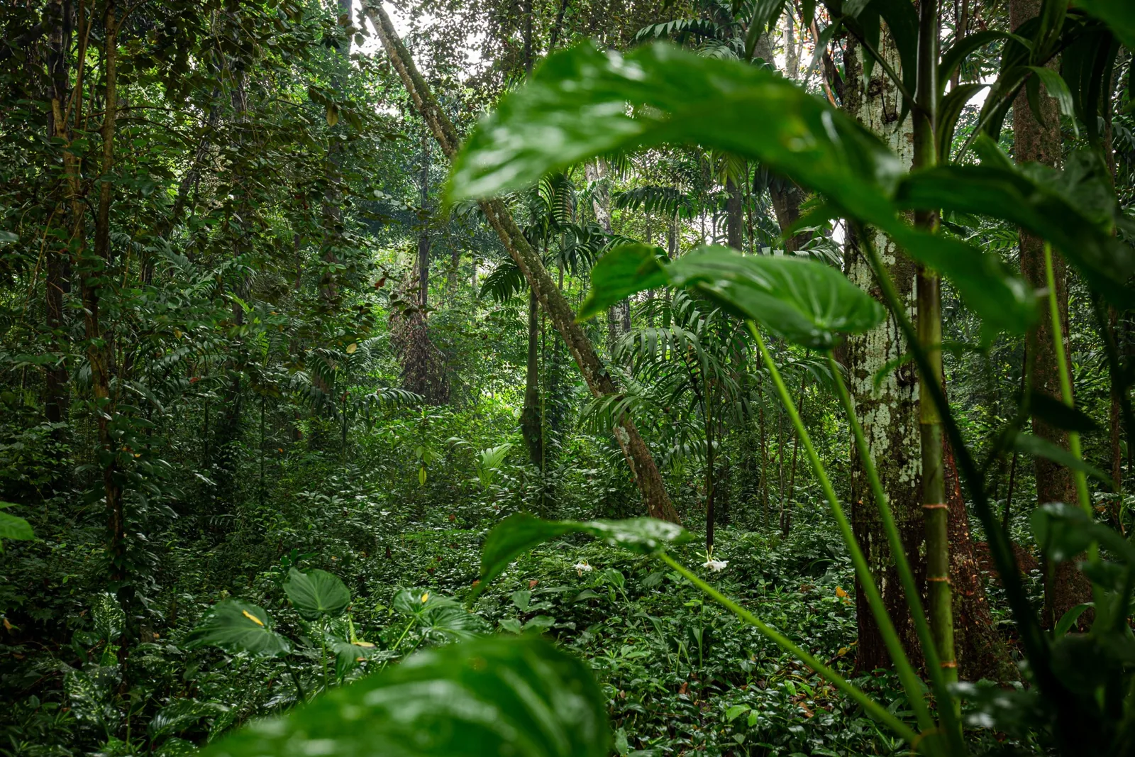 The forest at Kadadasi, planted over forty years