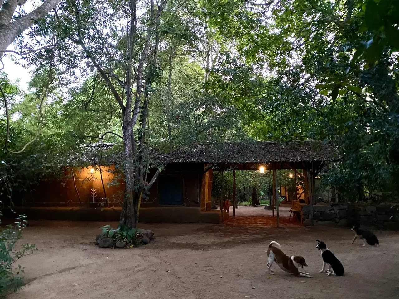 The lodge and its dogs in the evening light