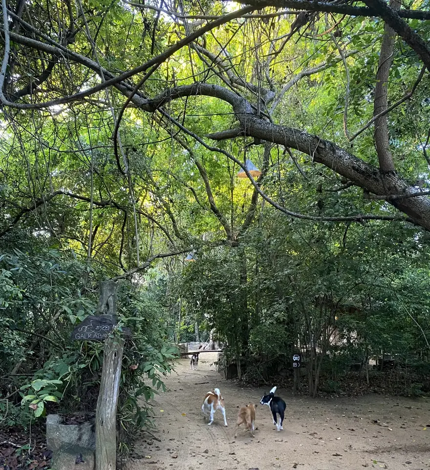 The track through the trees to the lodge