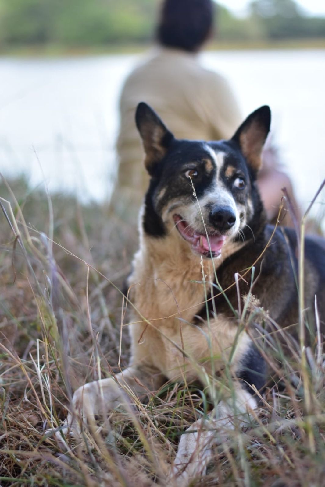 Thomas, Maulie&rsquo;s dog, resting in the grass by the lake