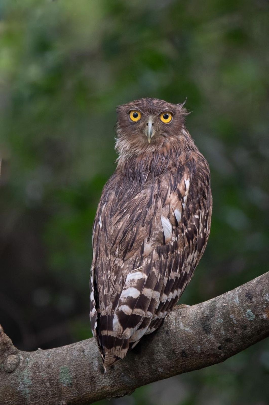 Birds and wildlife around Galkadawala