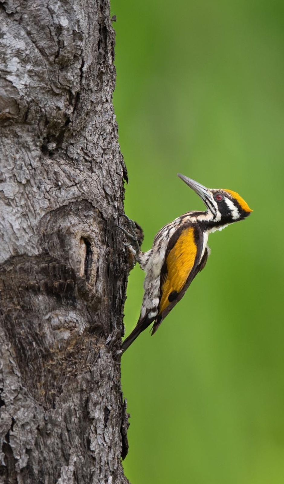 Birds and wildlife around Galkadawala