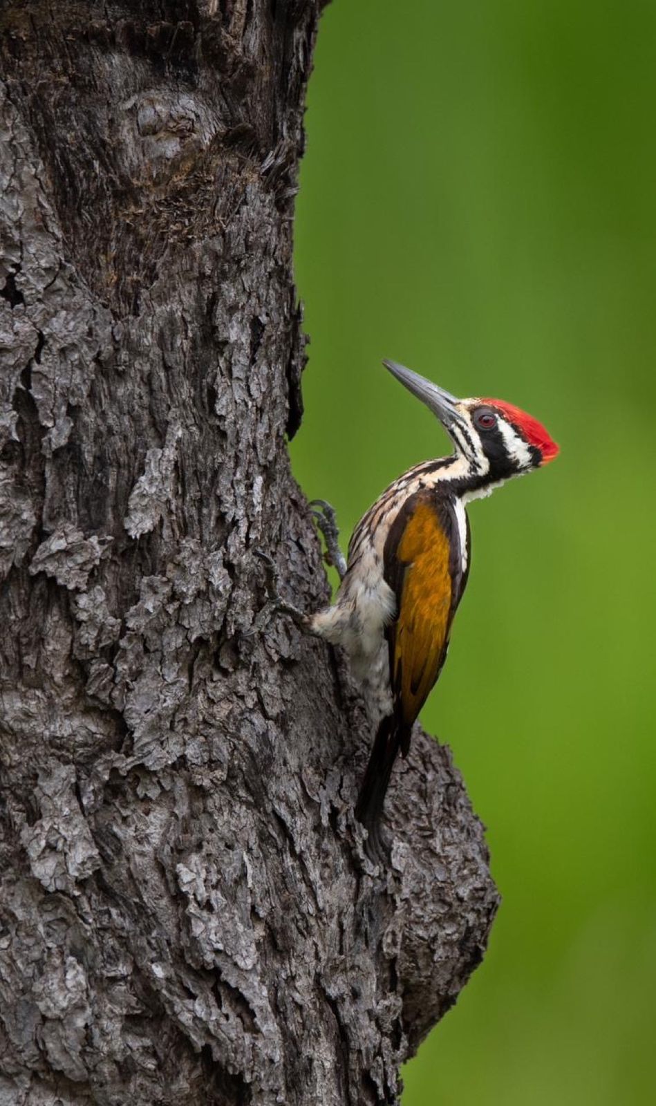 Birds and wildlife around Galkadawala