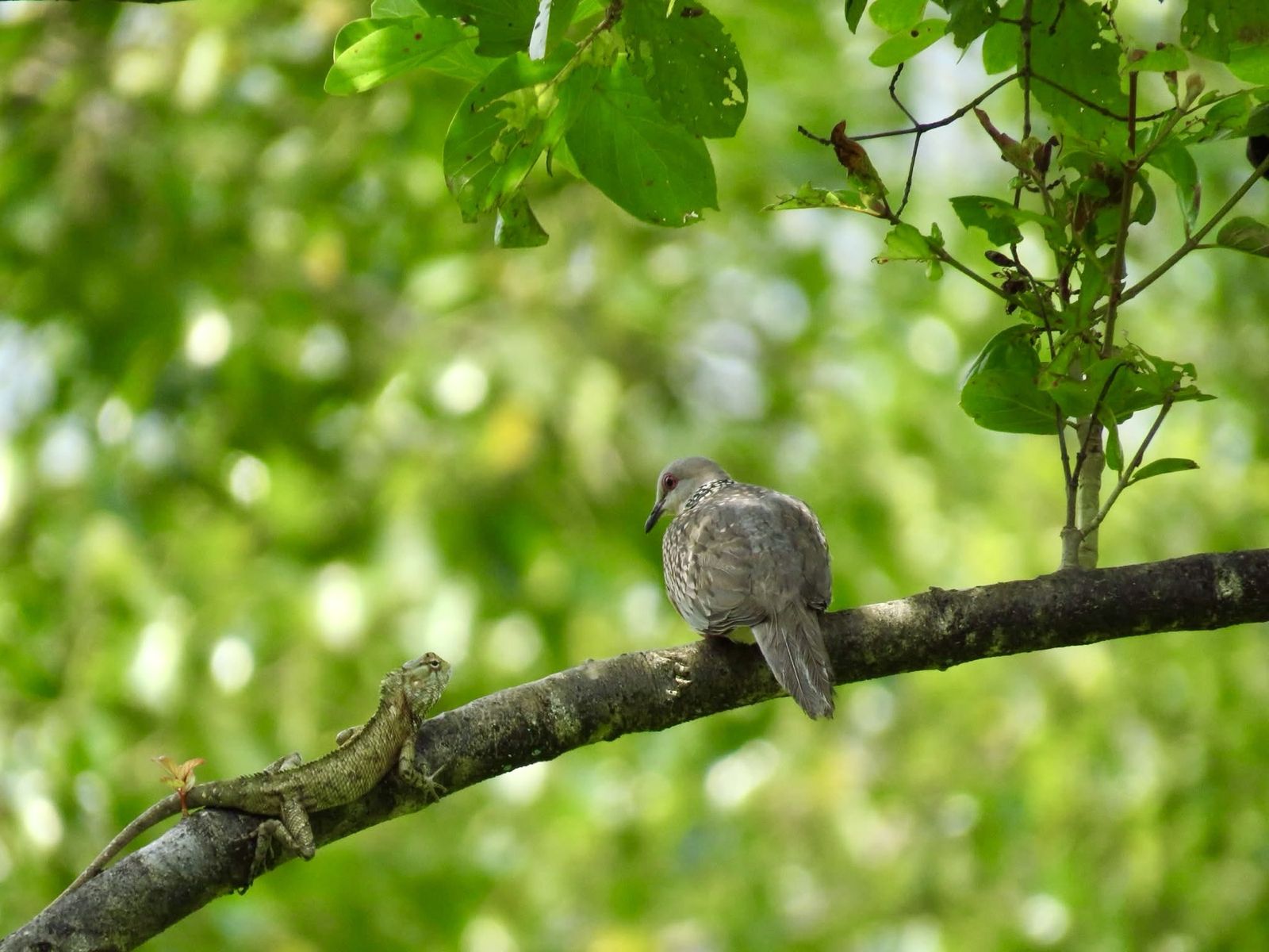 Birds and wildlife around Galkadawala