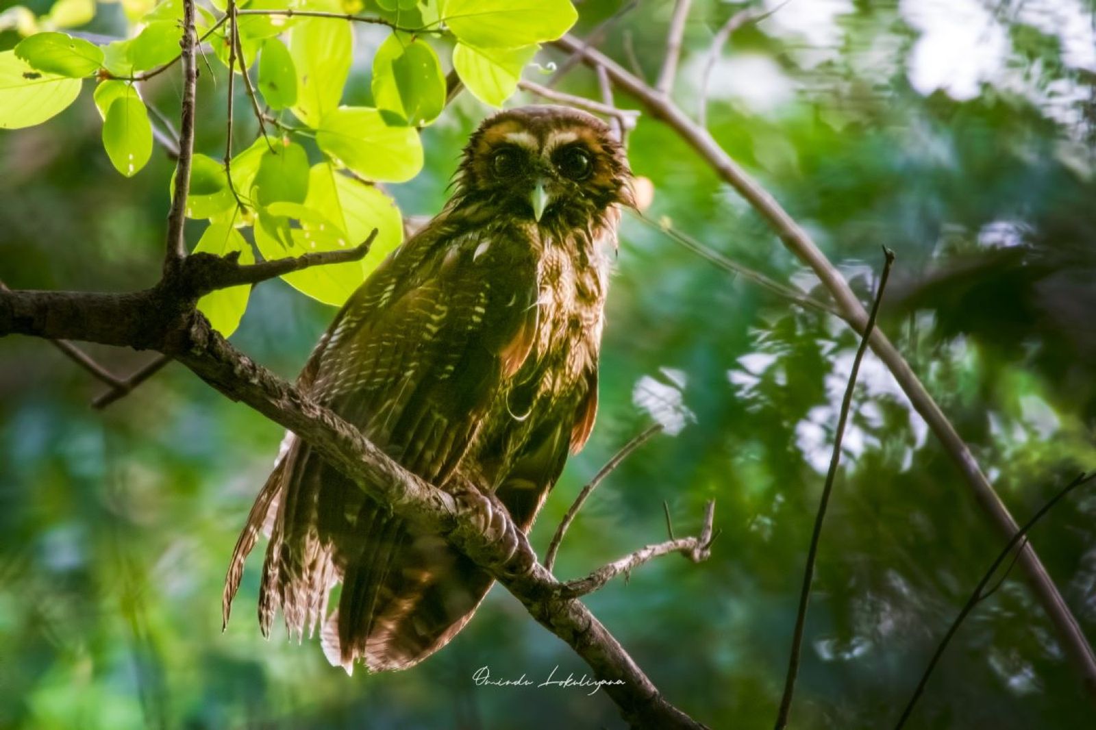Birds and wildlife around Galkadawala