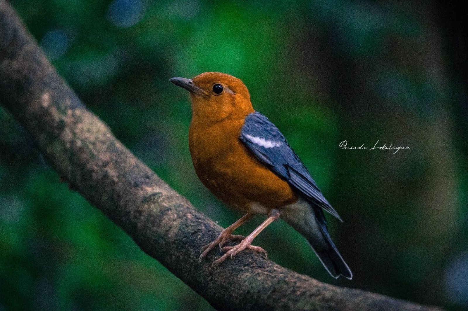 Birds and wildlife around Galkadawala