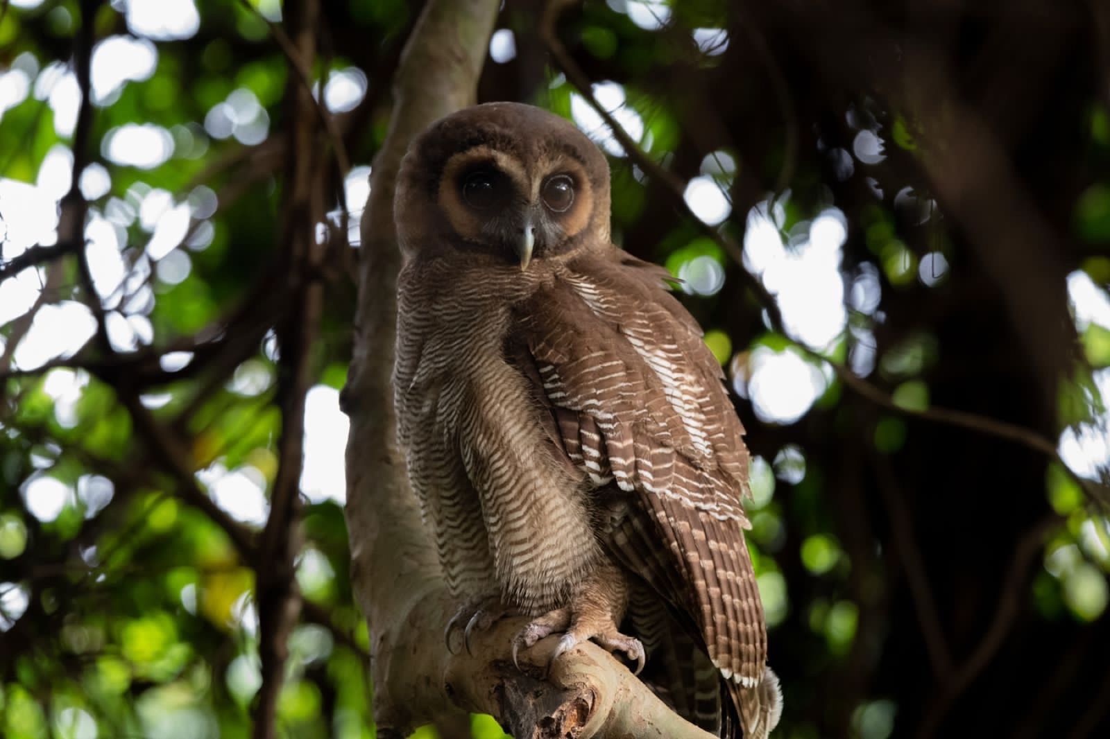 Birds and wildlife around Galkadawala