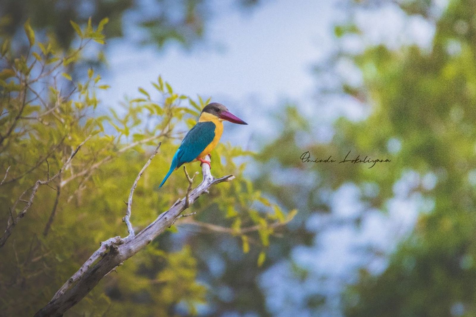 Birds and wildlife around Galkadawala